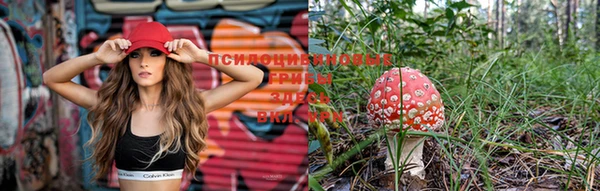 PSILOCYBIN Магадан
